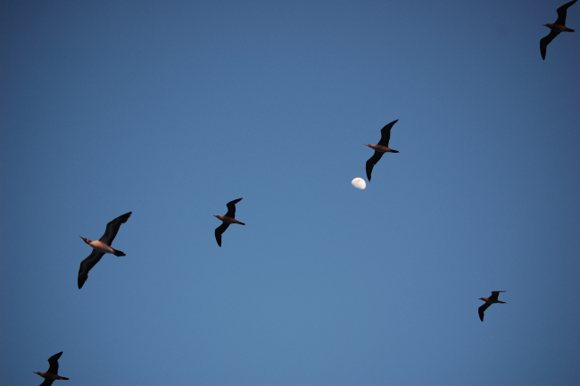 Red-footed boobies and a half-moon