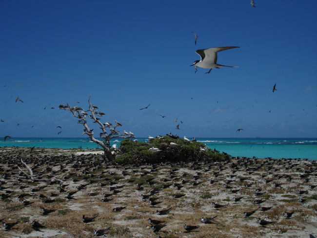 Various species of marine birds co-existing on Tern Island