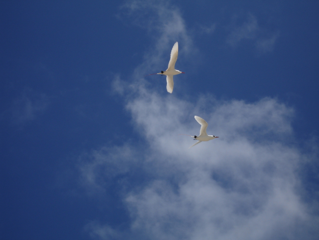 Red-tailed tropicbirds in flight