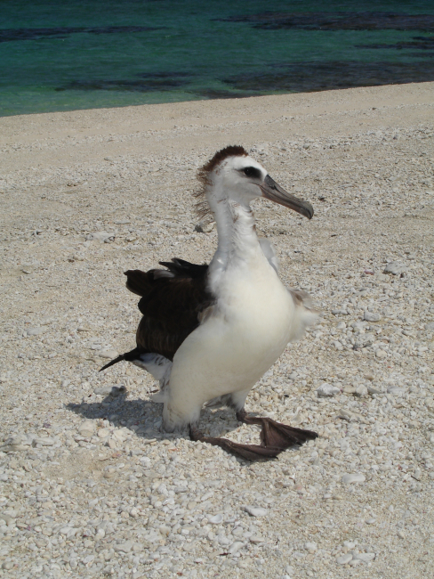 Laysan albatross chick