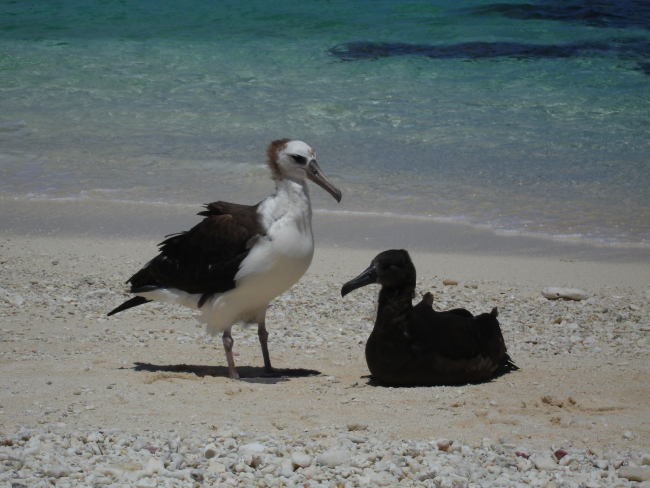Laysan albatross chicks
