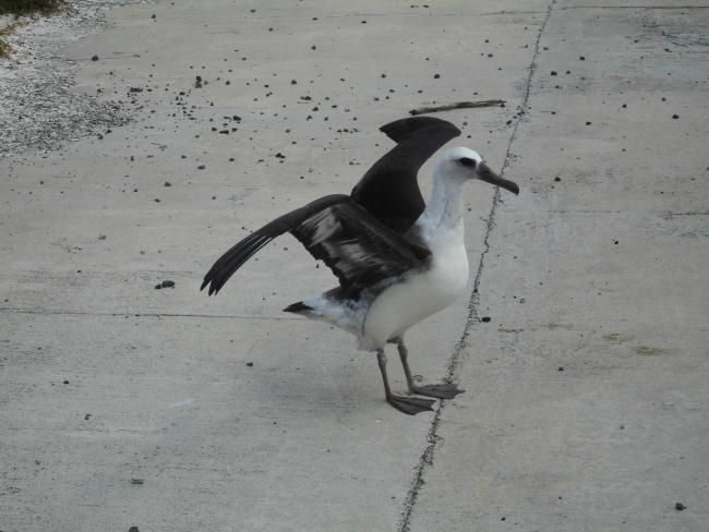 An albatross preparing for takeoff on the Midway runway