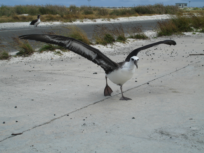 An albatross taking off from the Midway runway
