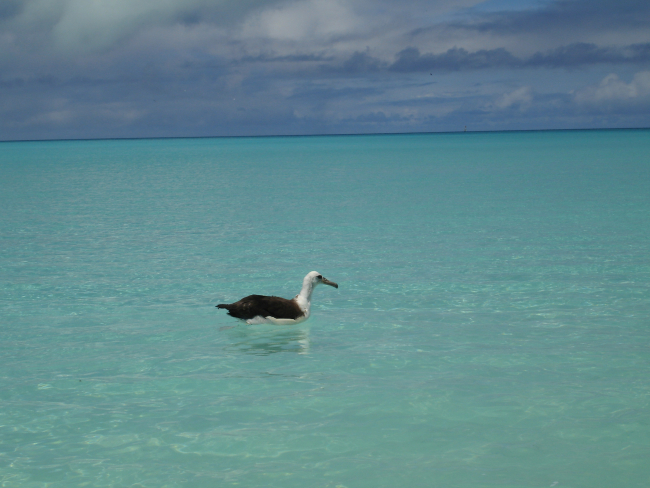 A Laysan albatross cooling off with a refreshing dip in the aquamarine waters ofMidway Island