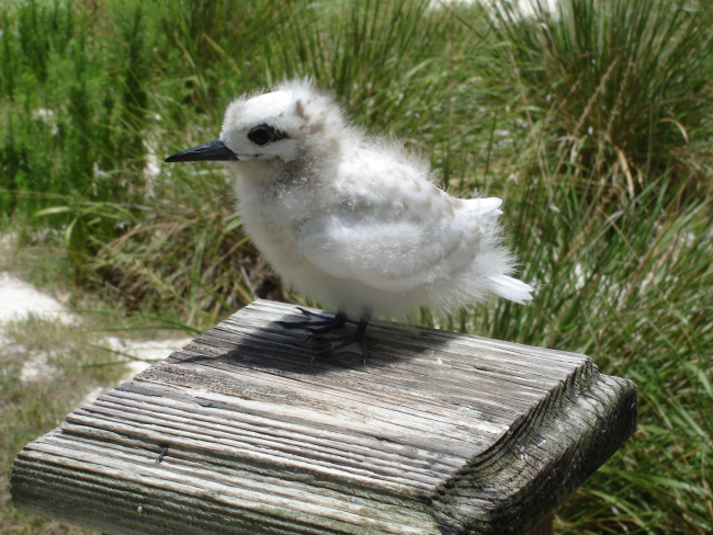 A white tern chick, hardly indicative of the beautiful bird that it would become