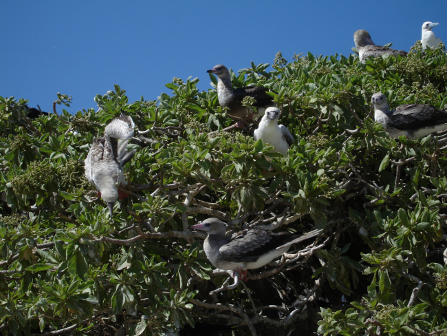 Red-footed boobies