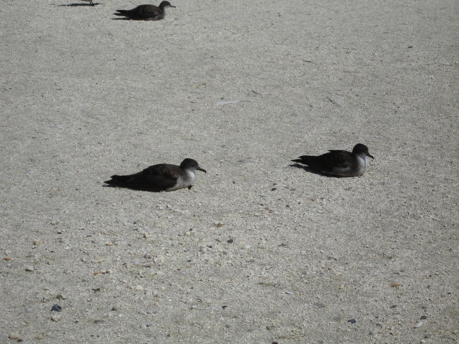 Wedge-tailed shearwaters