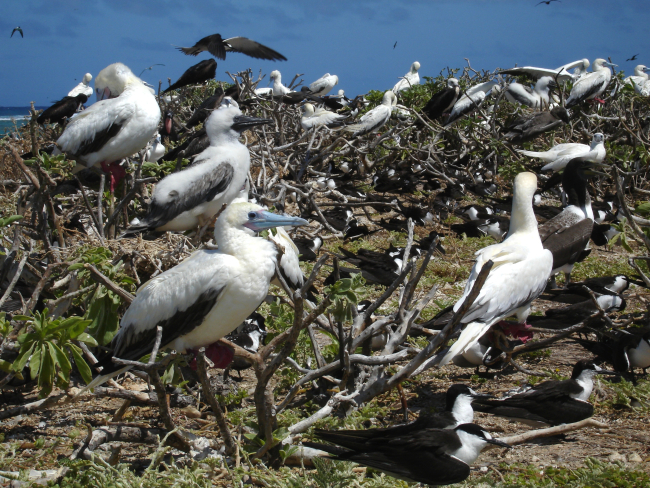 Red-footed boobies and sooty terns