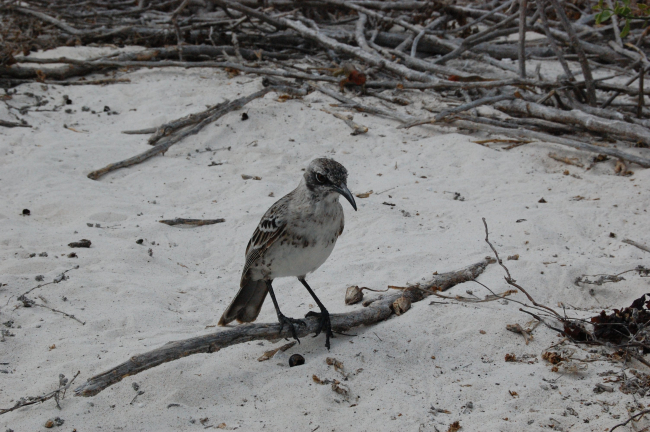 Hood Island mockingbird