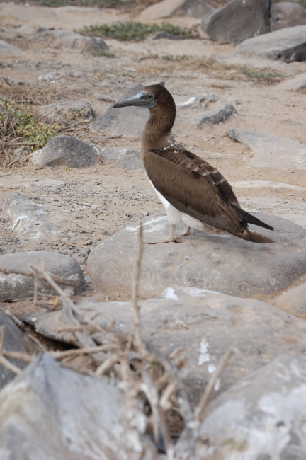 Juvenile blue-footed booby