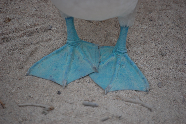 The blue feet of a blue-footed booby