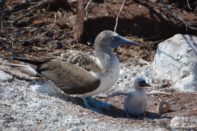 A blue-footed booby and its chick