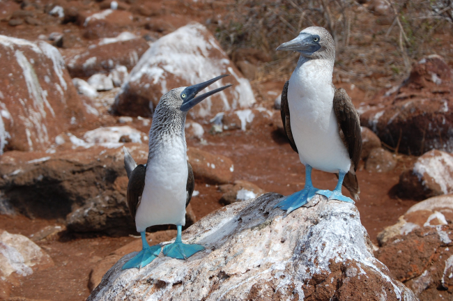 Blue-footed booby pair