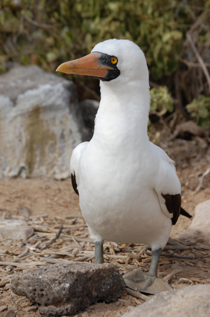 A close-up of a Nazca booby