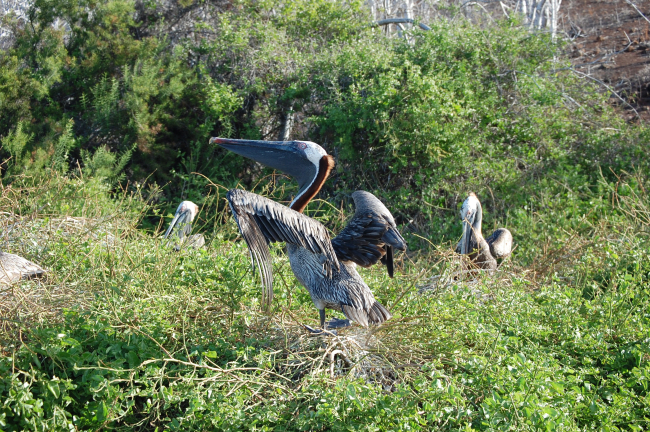Pelicans in nesting area