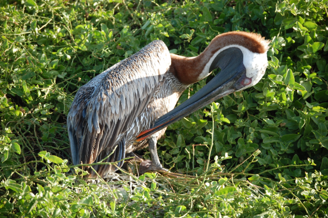 Pelican in nesting area