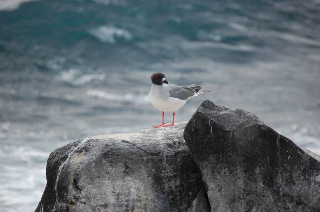 Swallow-tailed gull perched on a rock overlooking the sea