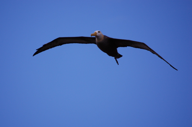 Adult waved albatross in flight