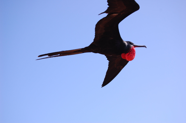 Male great frigatebird in flight