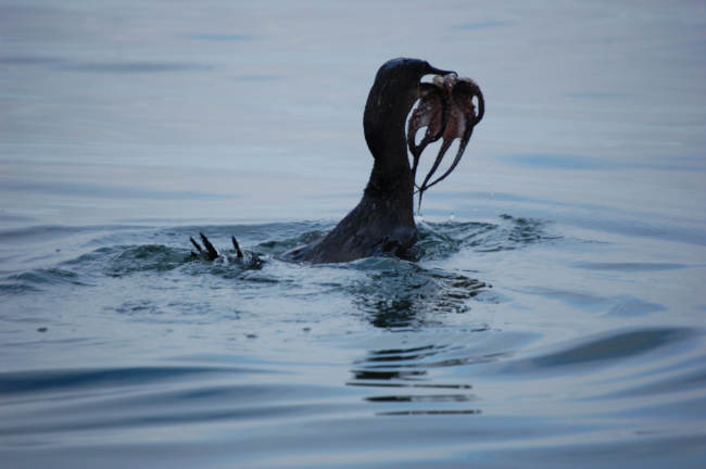 Flightless cormorant with octopus dinner