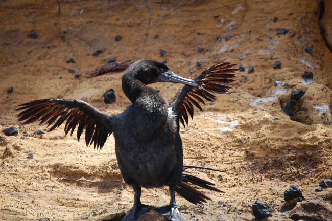 Flightless cormorant drying wings