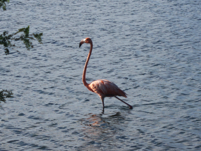 Flamingo wading in a Bonaire lagoon