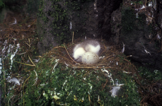 Kittiwake chick and nest