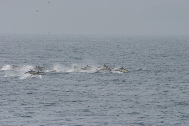 A pod of dolphin chasing dinner