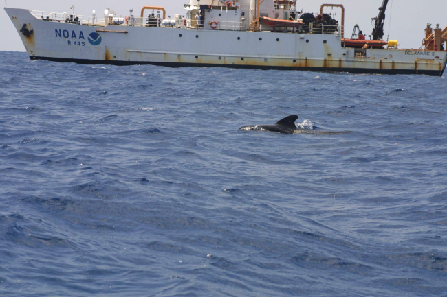 A pilot whale passing by the NOAA Ship DELAWARE II