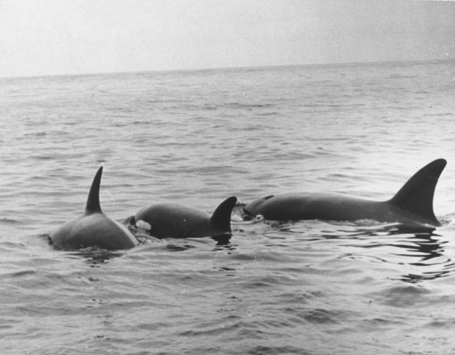A pod of killer whales (Orcinus orca)
