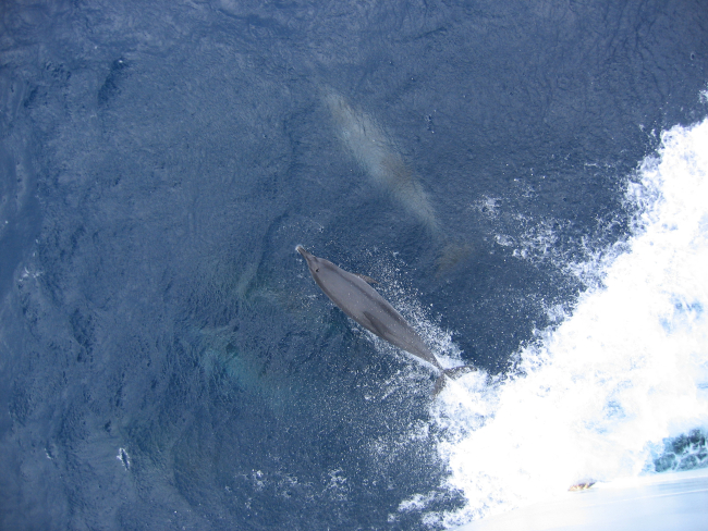 Porpoise riding the bow wave of the NOAA Ship THOMAS JEFFERSON