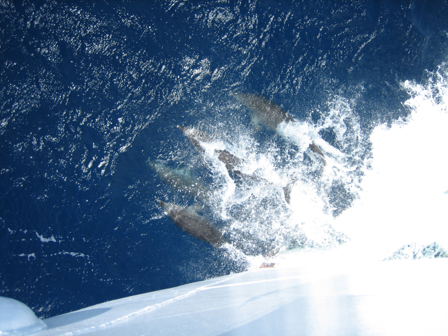 Porpoise riding the bow wave of the NOAA Ship THOMAS JEFFERSON