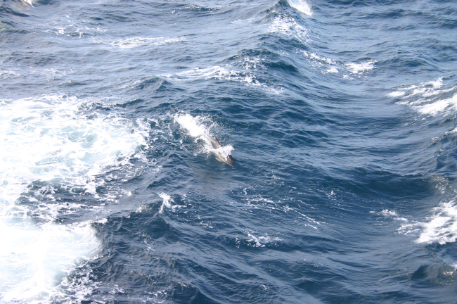 Porpoise approaching the NOAA Ship THOMAS JEFFERSON