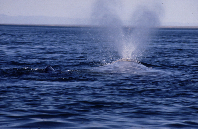 Gray whale blowing with calf by side