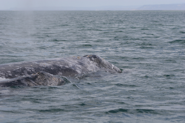 Gray whale and calf