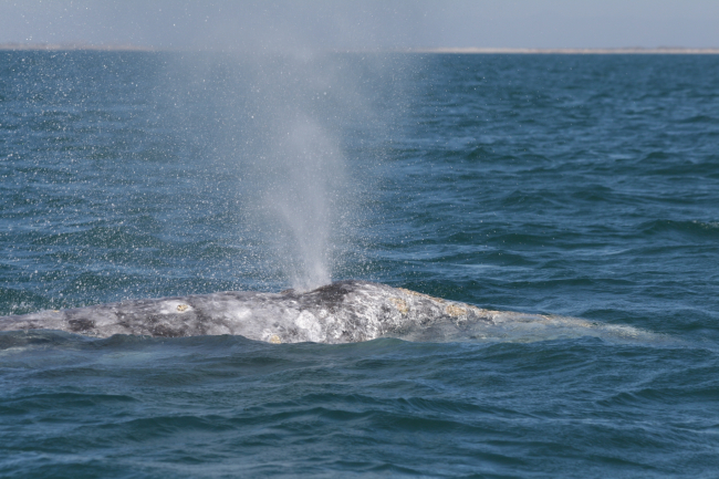 Gray whale blowing as seen from side