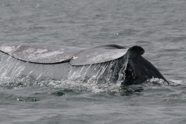 Water streaming off a gray whale's flukes as it begins a dive