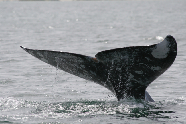 Flukes of gray whale