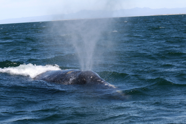 Gray whale blowing