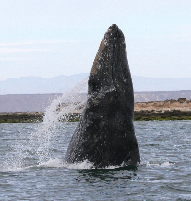 Gray whale breaching in a lagoon on the coast of Mexico