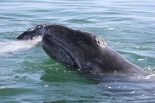 A mother gray whale and calf