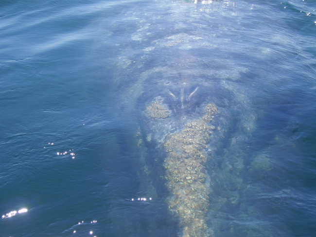 A gray whale approaching scientists' boat