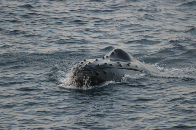 Whale studies off the NOAA Ship DELAWARE II