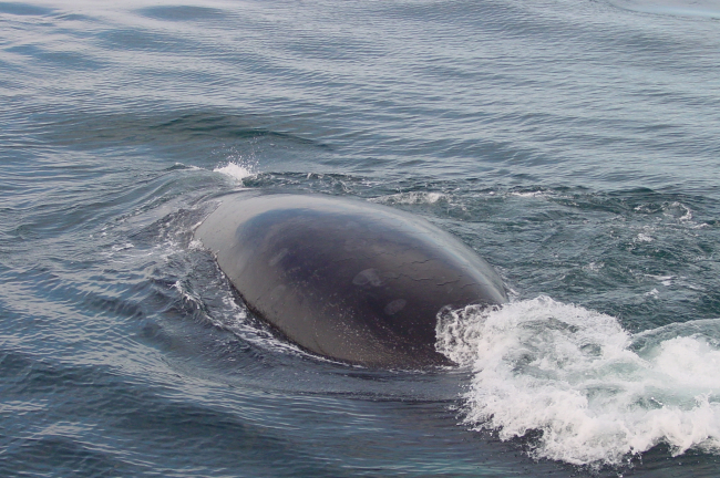 Back of right whale (Eubalaena glacialis) 