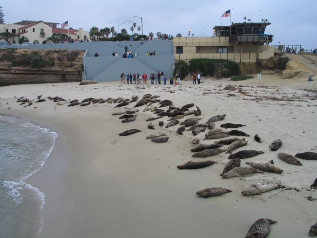 Harbor seals taking over the cove at La Jolla