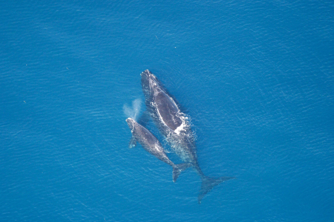 Whale and calf