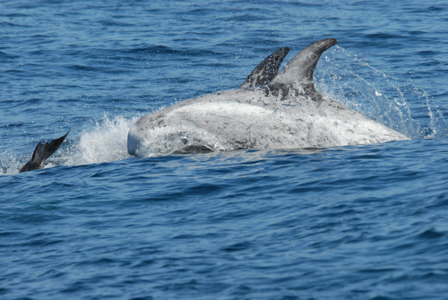 Unidentified dolphin species