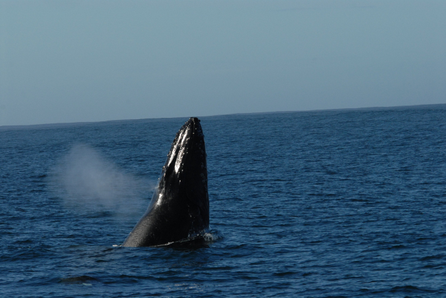Humpback whale spu-hopping