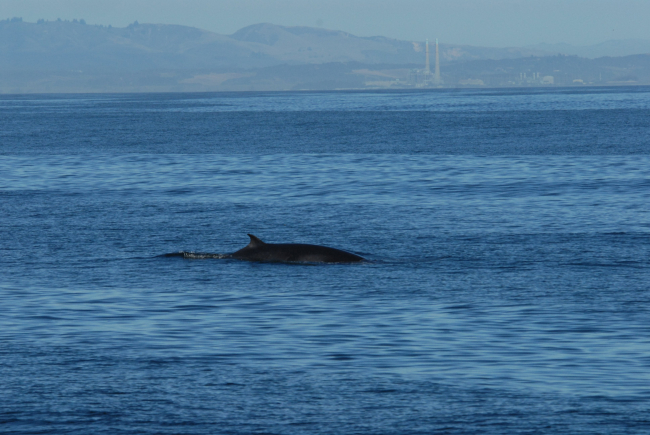 Minke whale off the Mighty Moss power plant