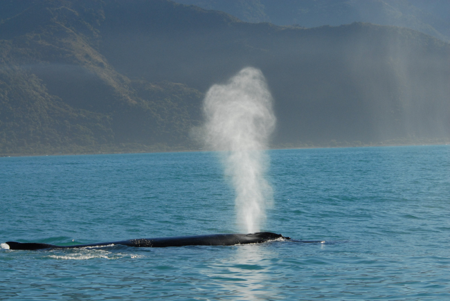 Humpbacks blowing - note the vertical exhalation